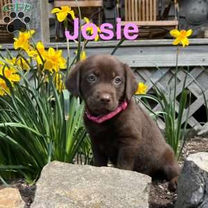 Josie, Chocolate Labrador Retriever Puppy